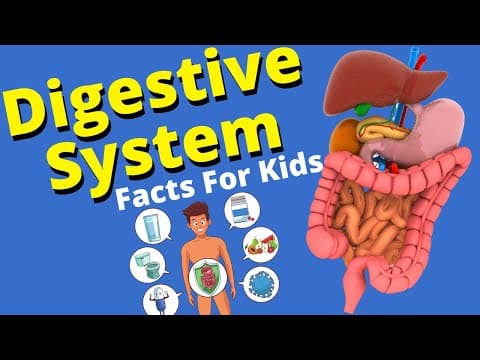 Digestive System For Kids - Human Digestive System