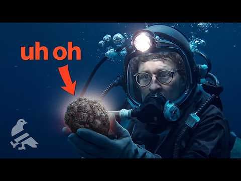 Lumpy deep-sea nodules and the race to study the CCZ’s beautifully strange creatures