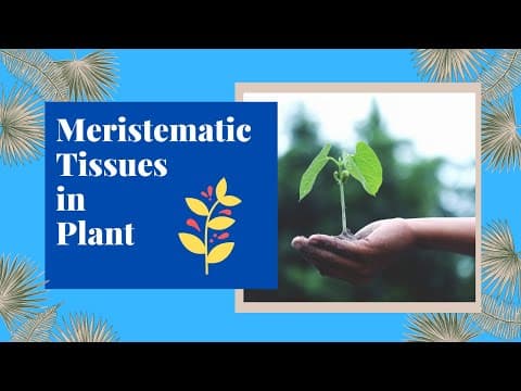 Meristematic Tissues in Plants | Plant Anatomy | Biology | Science