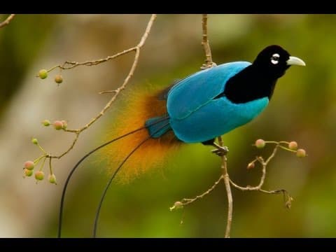 Birds-of-Paradise Project Introduction - YouTube