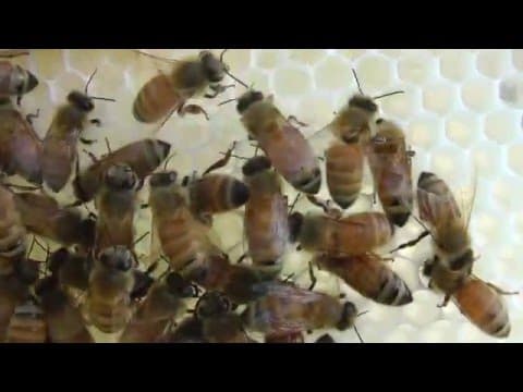 Honey Bees in Winter - An Amazing Sound