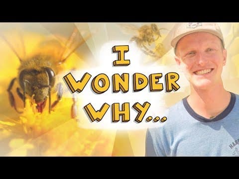 Why can bees only sting one time