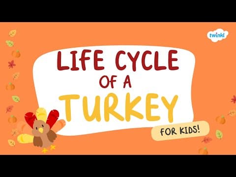 Life Cycle of a Turkey for Kids Learn About Turkeys | Turkey Facts for Kids | Twinkl USA