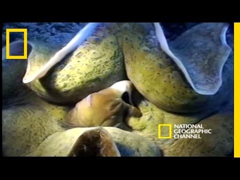 Monsters of the Deep