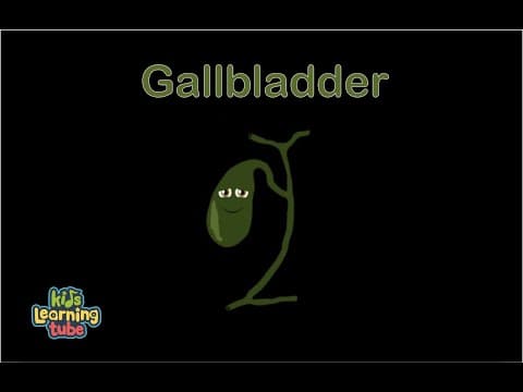 Human Body Gallbladder Song Human Body Systems