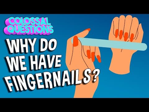 Why Do We Have Fingernails? | COLOSSAL QUESTIONS