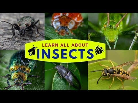 Facts about Insects - Insect Facts  - Unique Facts about 12 Different Bugs