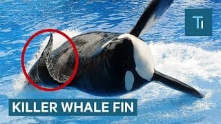 Why Killer Whales' Fins Collapse — And Why It's More Common In Captivity