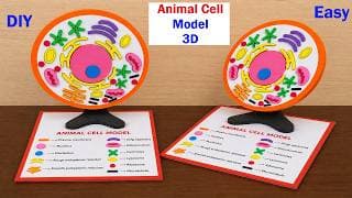 animal cell model making using cardboard | diy | biology project