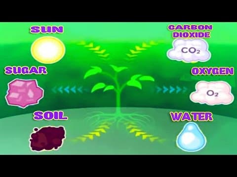 Photosynthesis, Leaf Structure & Function, Science Videos