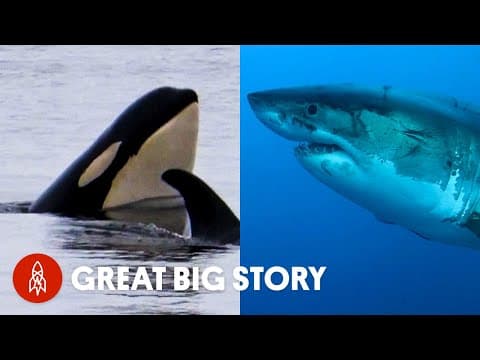 A deep dive into the lives of sharks and whales