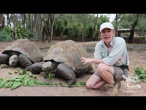 Galapagos tortoises, the largest turtle species
