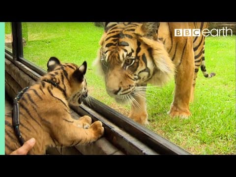 Cubs Meet Adult Tiger for the First Time - Tigers About The House