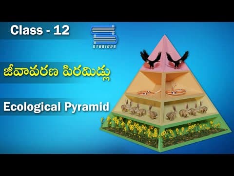 జీవావరణ పిరమిడ్లు – Ecological Pyramids | Ecosystem | Biology Telugu