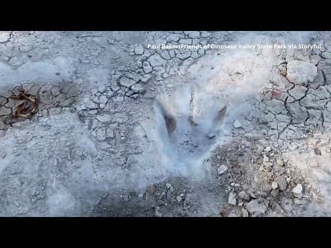 113 million-year-old dinosaur tracks uncovered in Texas - YouTube