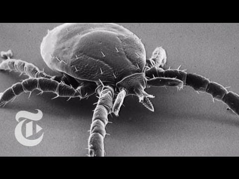 What Makes Ticks Stick. A Mouth Like a Ratchet