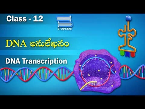 DNA అనులేఖనం – DNA Transcription | Molecular Basis of Inheritance | Biology
