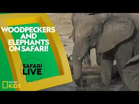 Woodpeckers and elephants on safari