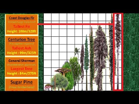 Allest tree height comparison