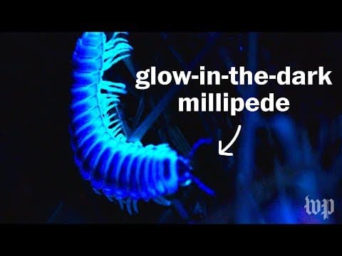 Why do millipedes have so many legs  ft. Joe Hanson