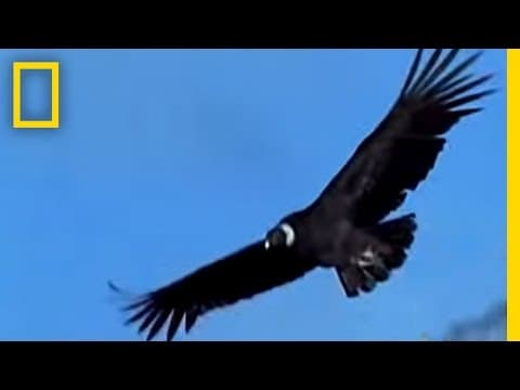 Undertakers of the Sky | National Geographic - YouTube