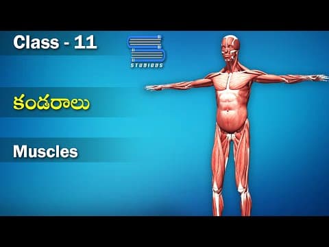 కండరాలు – Muscles | Locomotion and movement | Biology Telugu