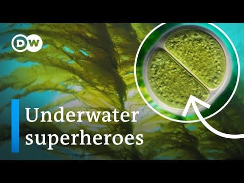 Why the world needs more algae, not less. - YouTube