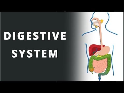 Digestive System | Nutrition in Human Beings | Biology | Science