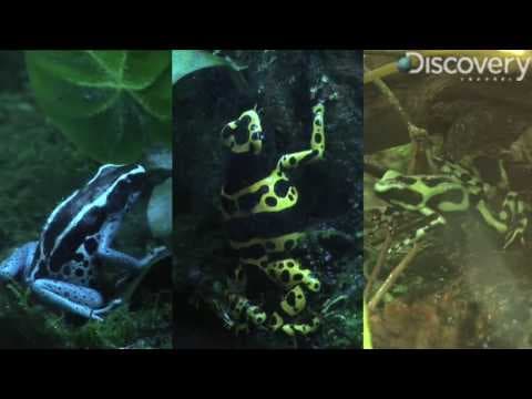 Poison Dart Frog