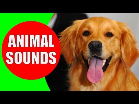 Animal sounds for children - Real Animals – Children Babies learn animal sounds