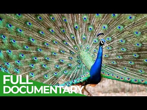 Animal's Super Senses - Communication