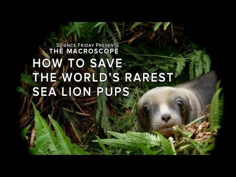 How to Save the World's Rarest Sea Lion Pups