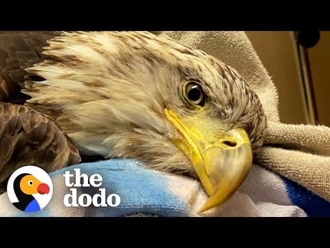 An injured bald eagle learns how to fly again