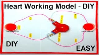 human heart working model using sponge ball - blood circulation model