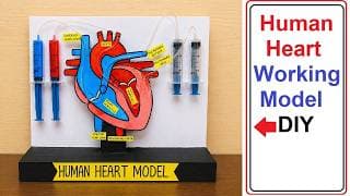 human heart working model science project for exhibition - easy biology project - diy