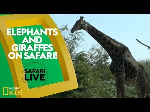 Elephants and giraffes on safari