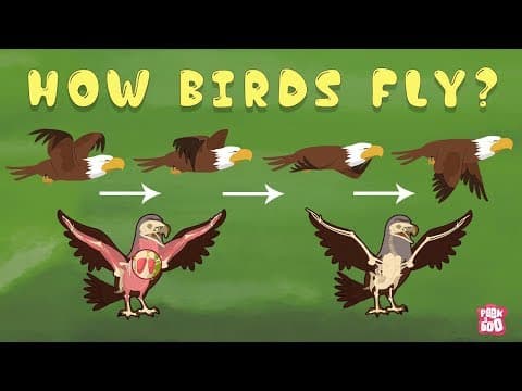 How birds fly? - the dr binocs show - best learning videos for kids