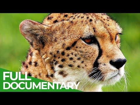 Animal's Super Senses - Touch |