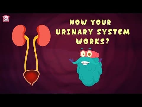How your urinary system works? - the dr binocs show - best learning videos for kids