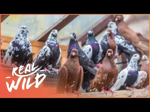 How do birds find their way home?-paranormal pigeons-  i full documentary