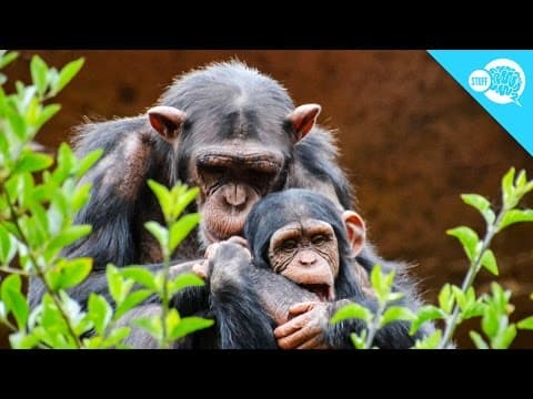Should Animals Have Human Rights? - YouTube
