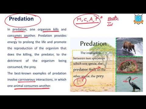 What is Predation ? || Predation అంటే ఏమిటి?