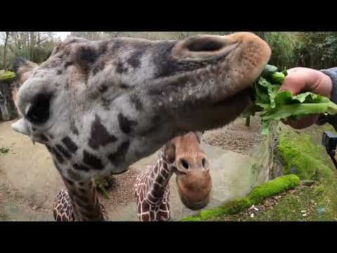 How do giraffes use their super long tongues.