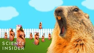 Why Groundhogs Are So Hard To Get Rid Of