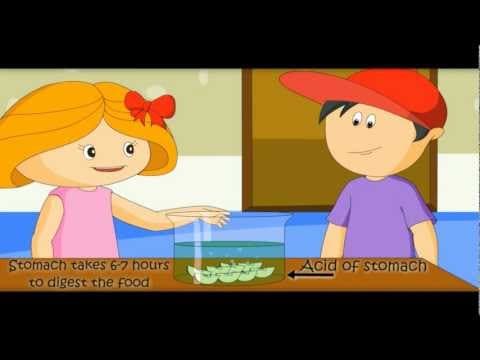 Digestive System -Human Body for Kids-How Body Works-