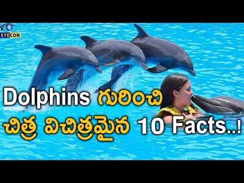 Dolphins గురించి చిత్ర విచిత్రమైన 10 Facts..! | 10 Amazing Facts Of Dolphins | Eyecon Facts