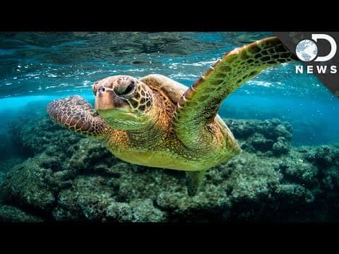 Can Lab-Grown Super Corals Save The Ocean