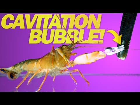 The Natural World Joy and Human Becoming an On Being animation