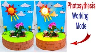 photosynthesis working model science project exhibition - diy