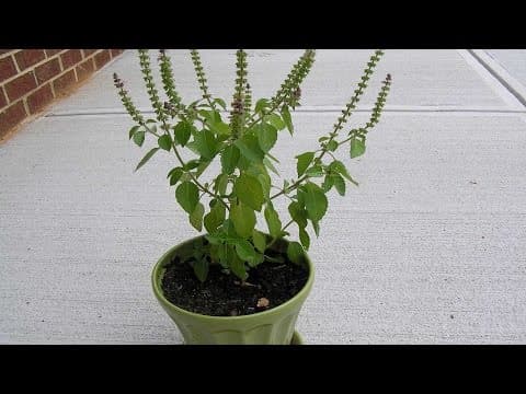 Why Do Indians Worship the Tulsi Plant - Holy Basil Plant - Amazing Benefit Of Tulsi Plant